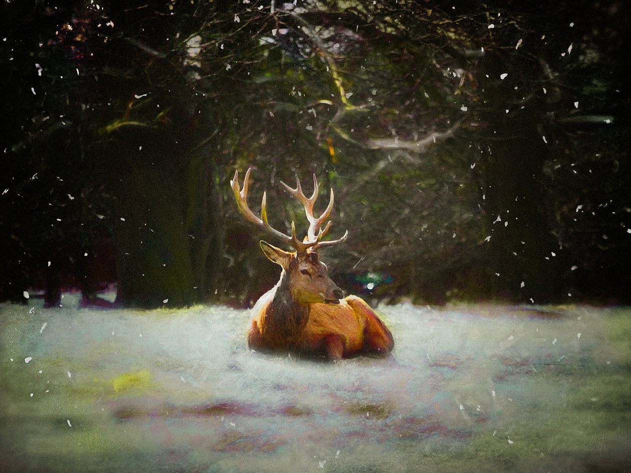 Julehjort, 2019 af Helen White