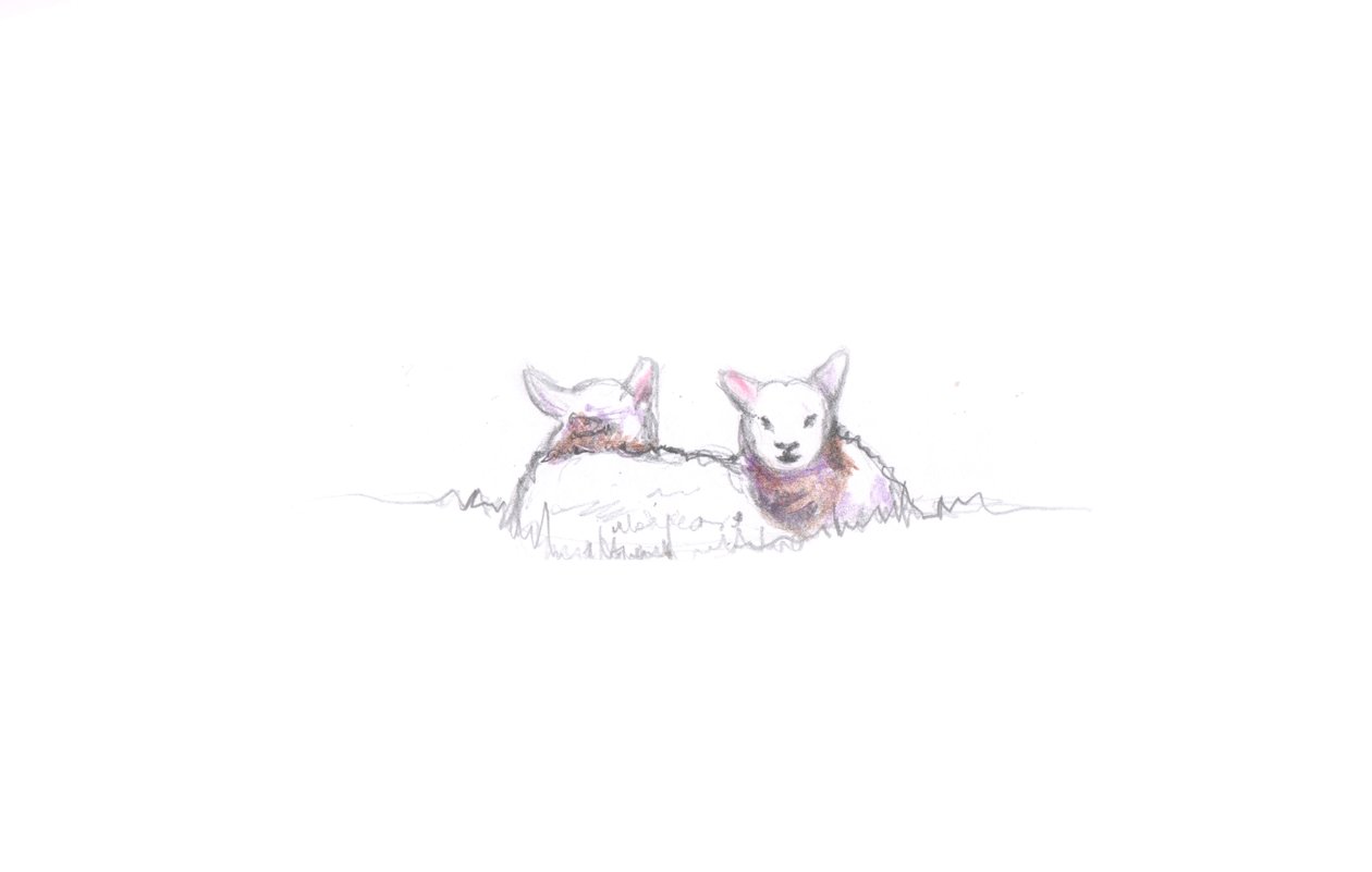 Contented, 2016, (blyantstegning) af Helen White