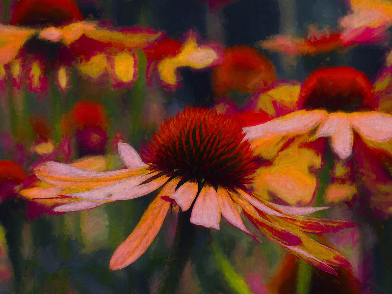 Daisy Daisy, 2019 af Helen White