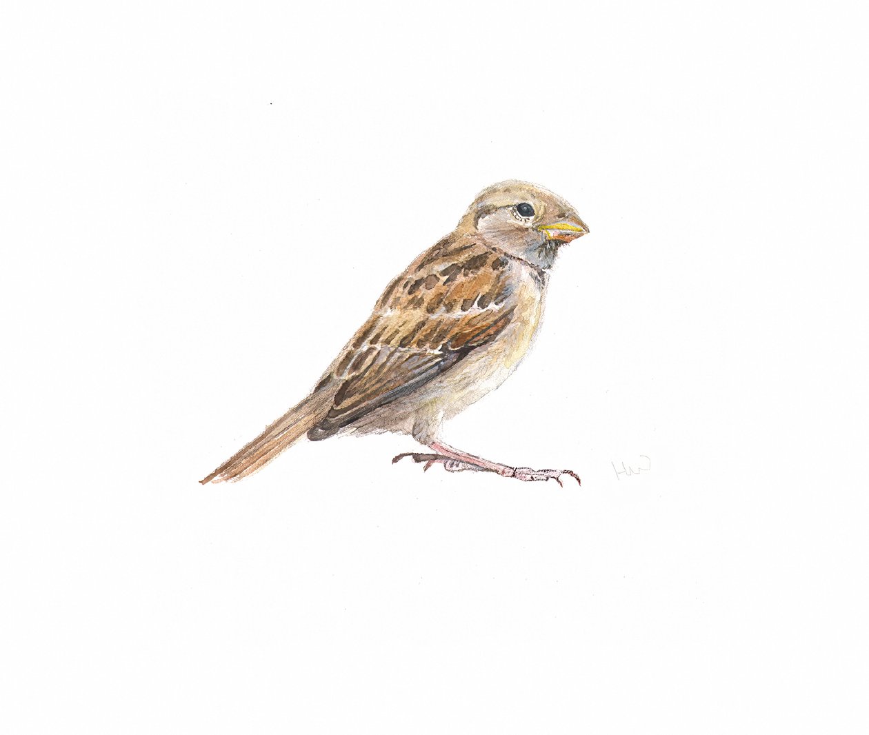 Hun Sparrow II, 2022 af Helen White