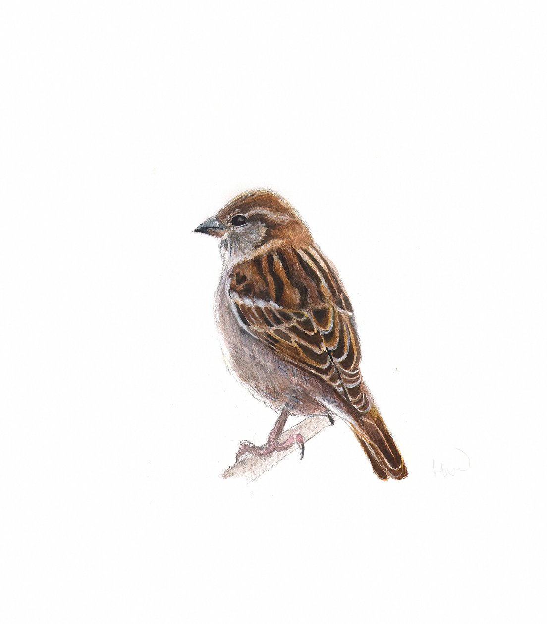 Hun Sparrow I, 2022 af Helen White