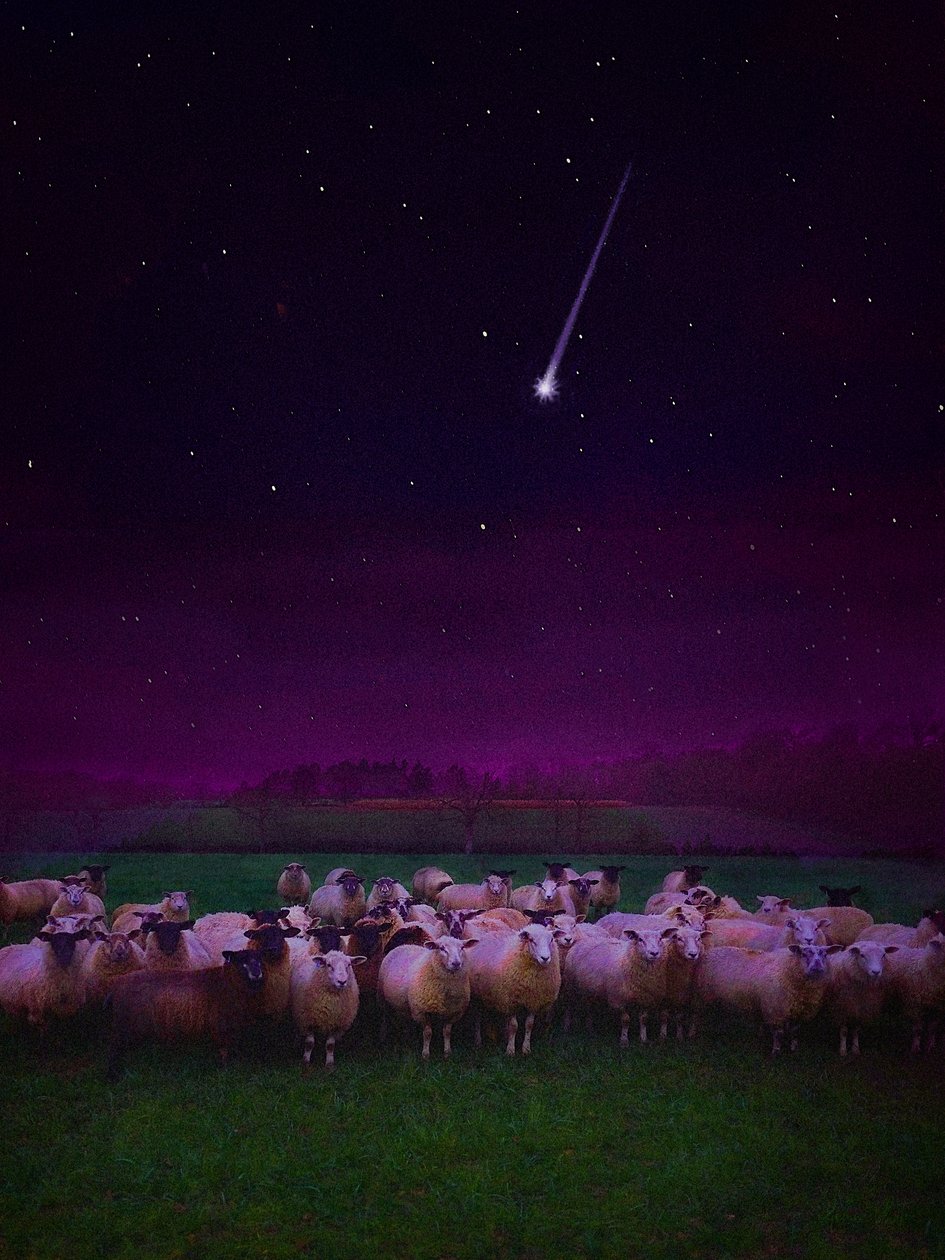Flock by Night, 2019 af Helen White