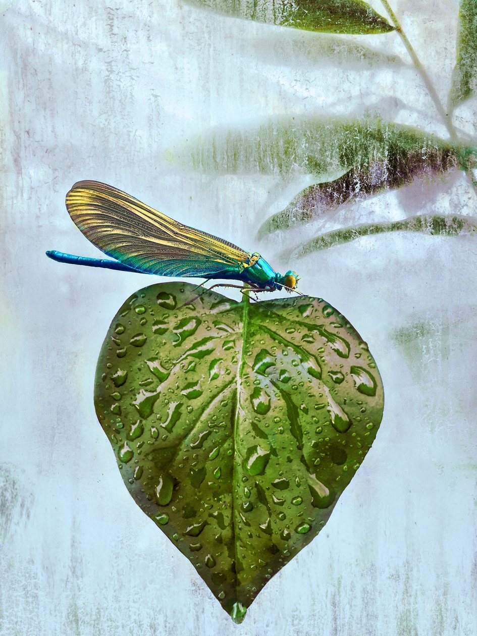 Flyvende besøg, 2019 af Helen White