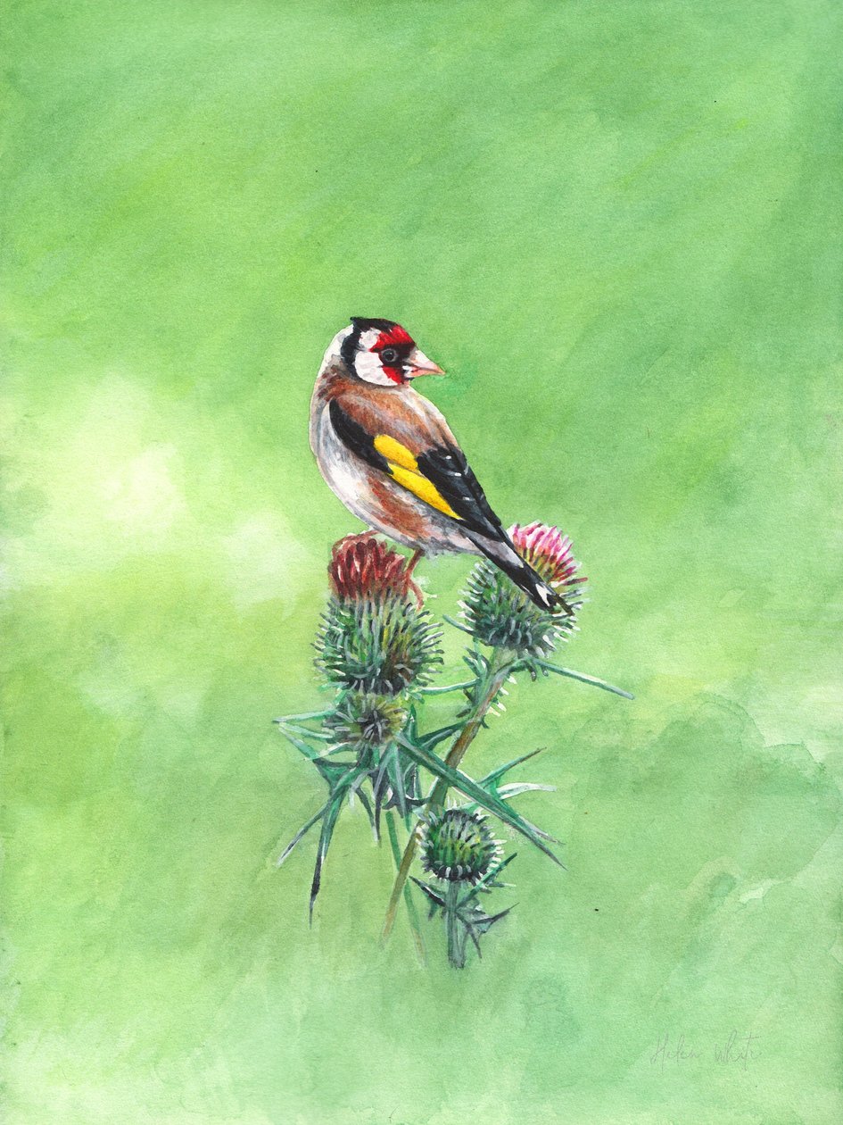 Goldfinch II, 2021 (akvarel) af Helen White