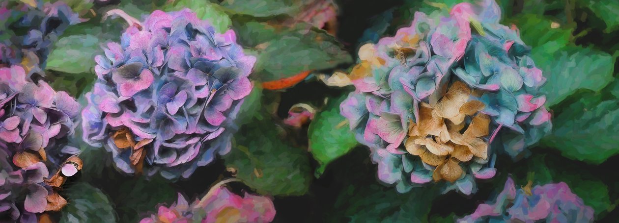 Hortensia, 2018, af Helen White