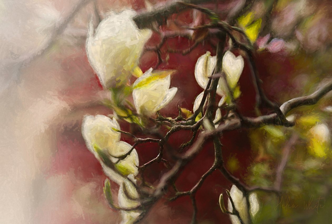 Magnolia, 2018 af Helen White