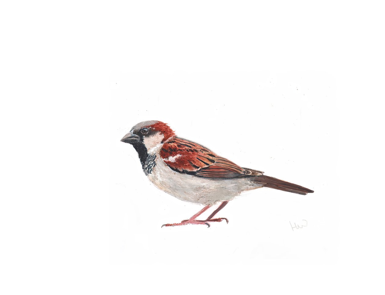 Han Sparrow II, 2022 af Helen White