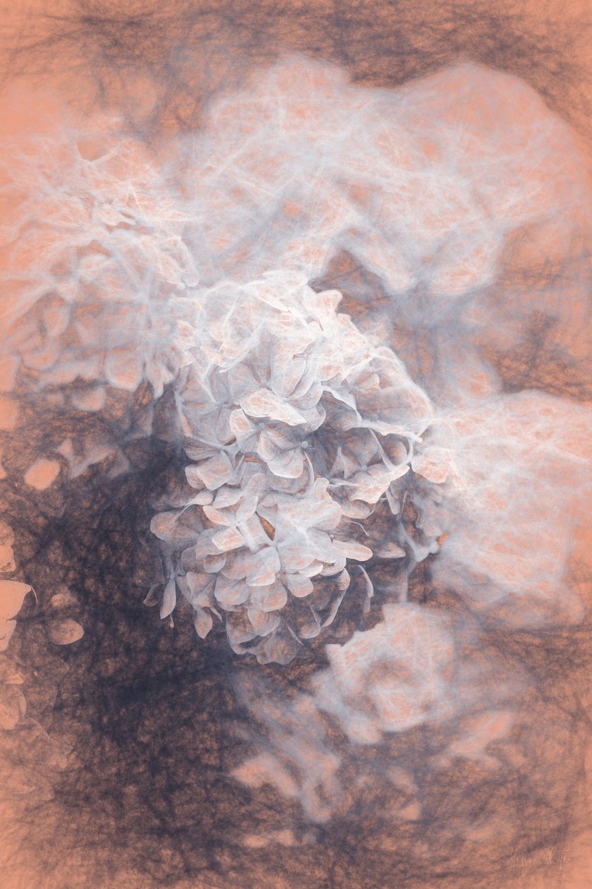 Hyrangeas kage, 2018, af Helen White