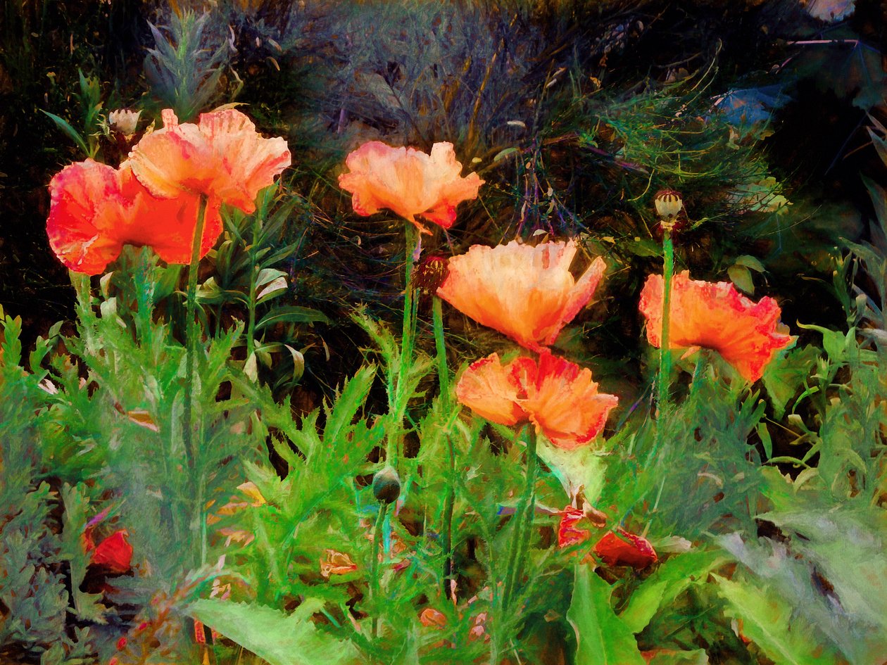 Peachy Poppies, 2020 af Helen White