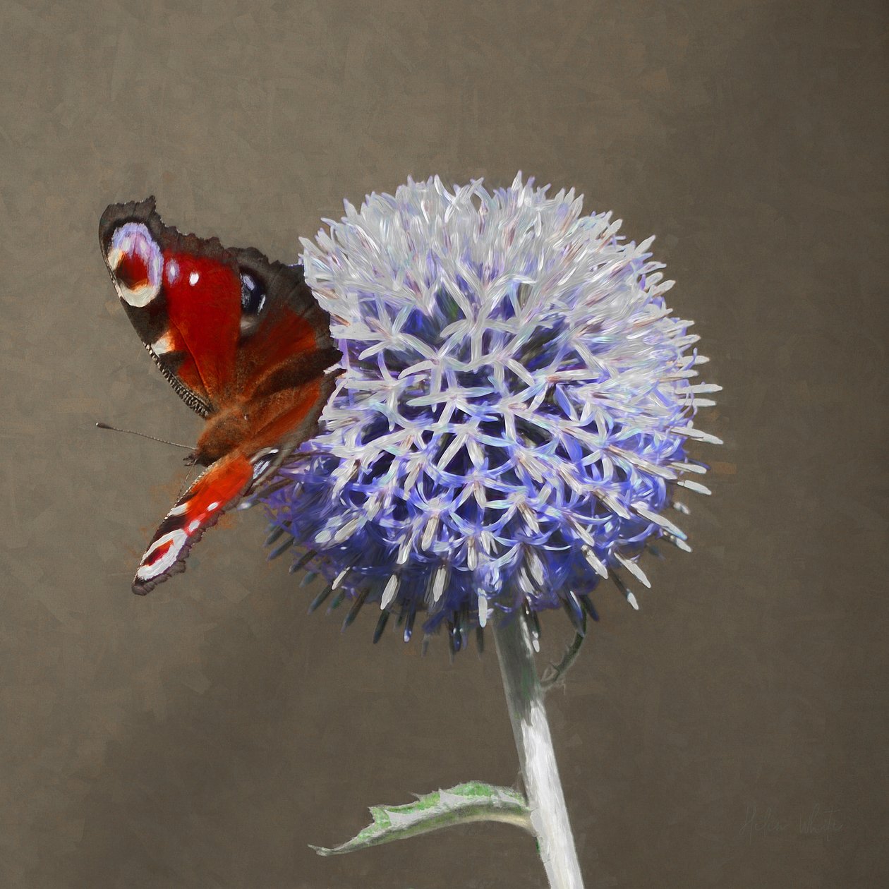 Påfugl på blå tidsel, 2018 af Helen White