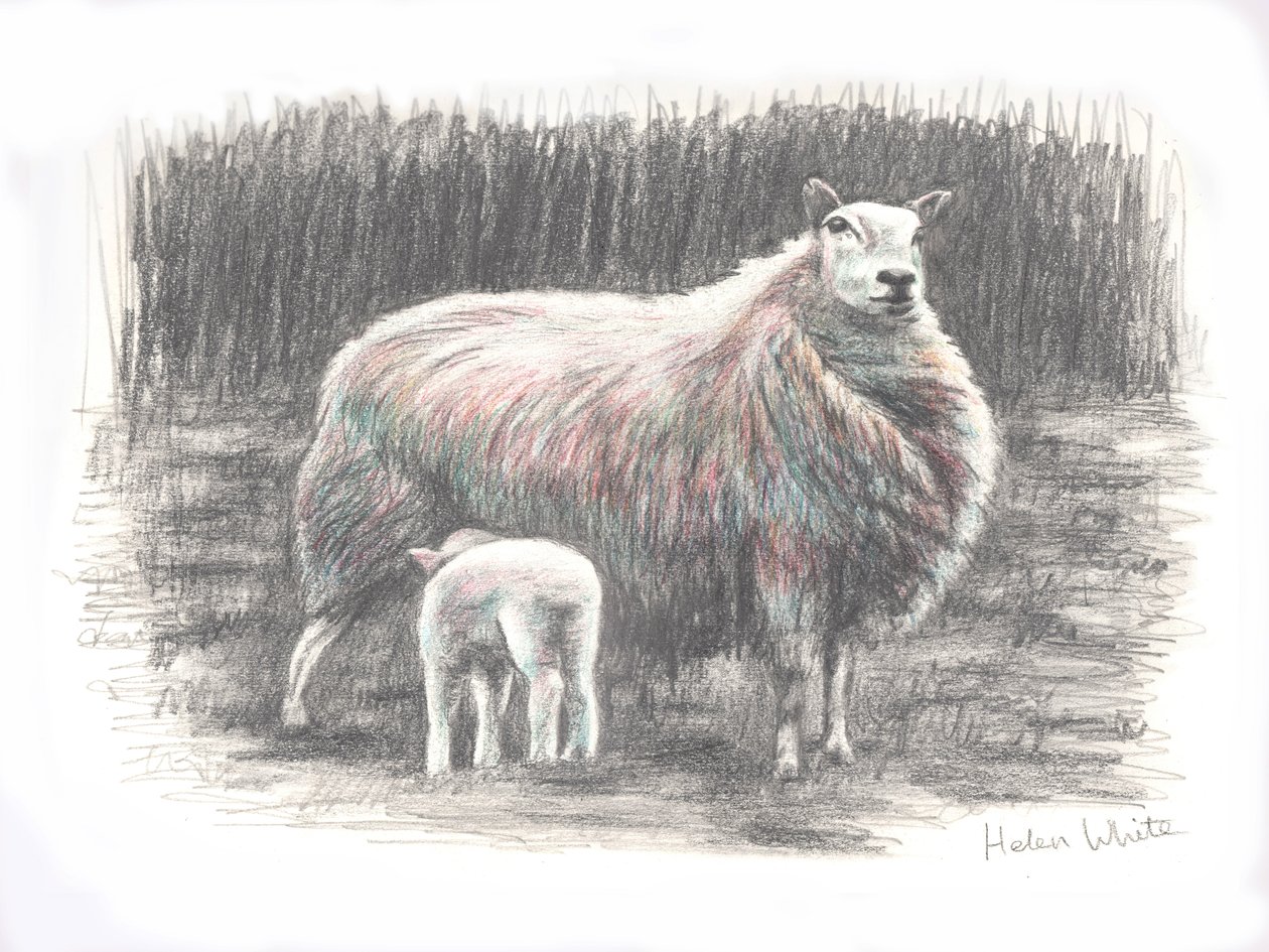Proud, 2016, (blyantstegning) af Helen White