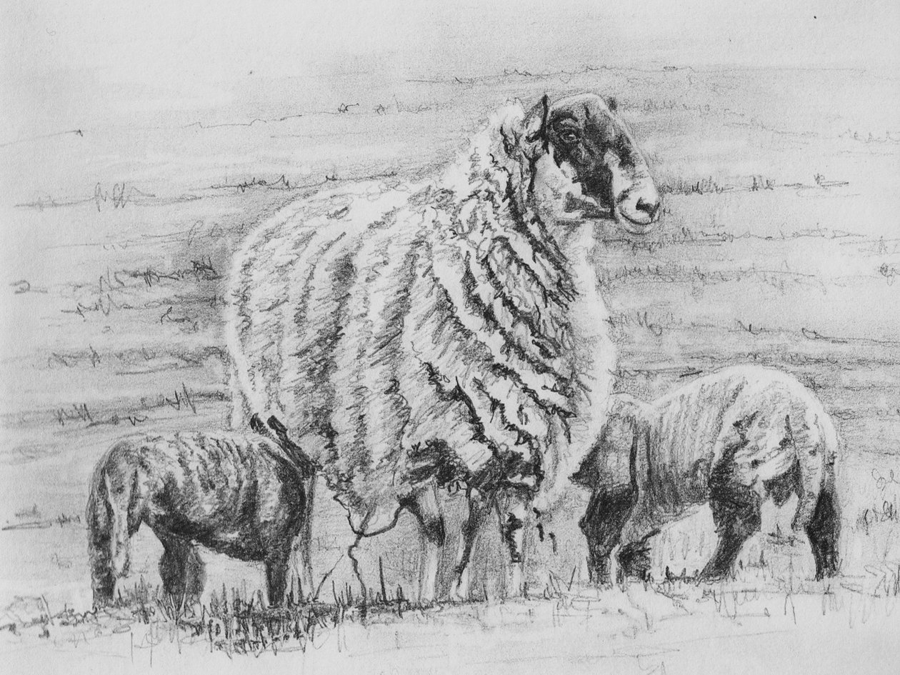 Stolt moderfår, 2012, (blyantstegning) af Helen White