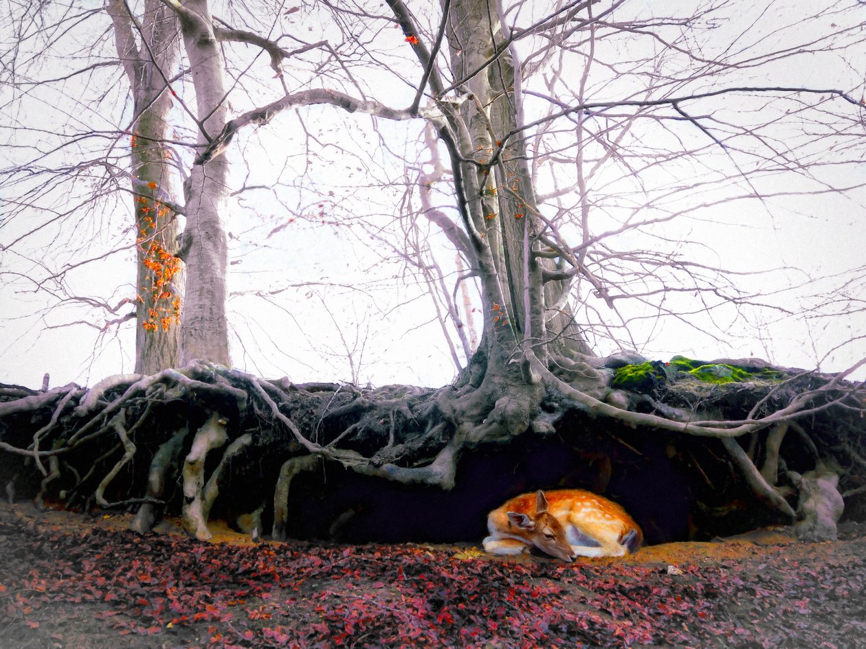 Sanctuary, 2018 af Helen White