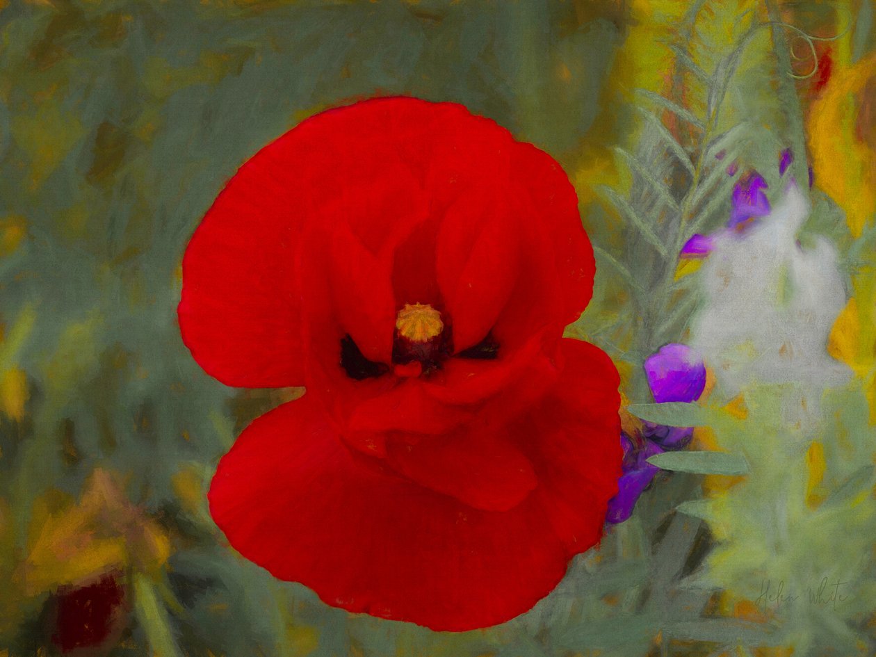 Scarlet, 2019 af Helen White