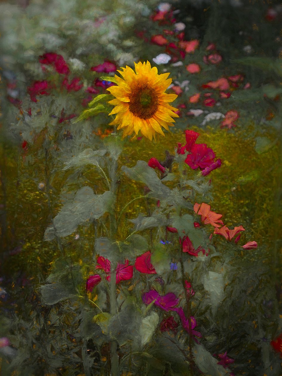 Solkonge, 2019 af Helen White