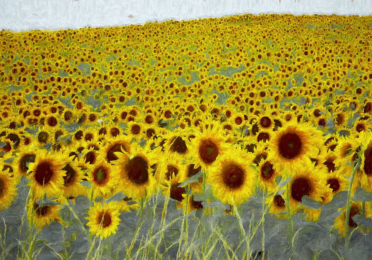 Solsikkemark, 2019 af Helen White