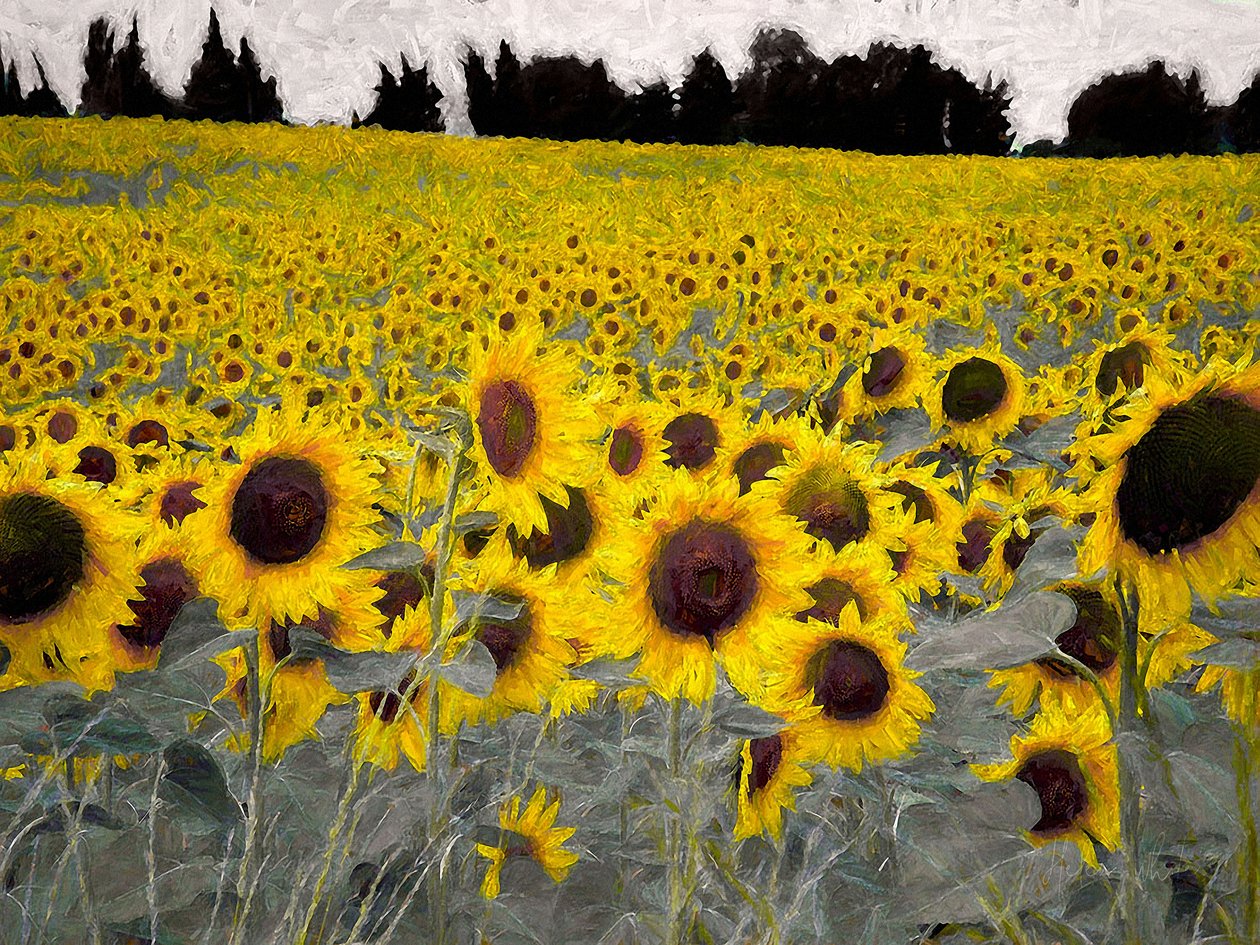 Sunny-Sided Hill, 2019 af Helen White