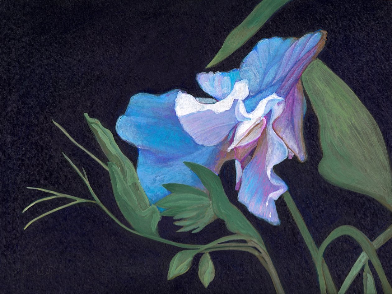Sweet Pea, 2020 (akryl ombord) af Helen White