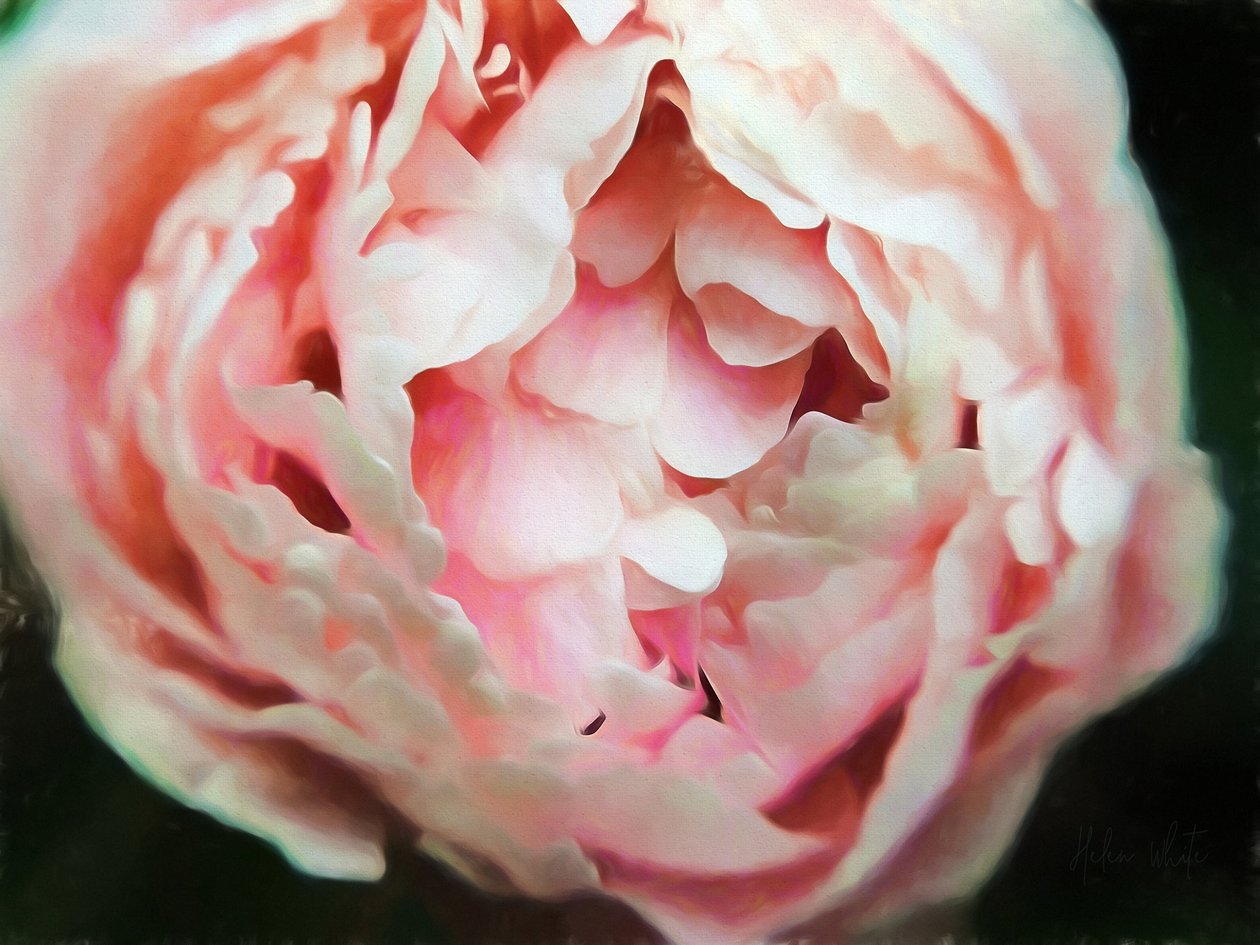 Tender Heart, 2018, af Helen White