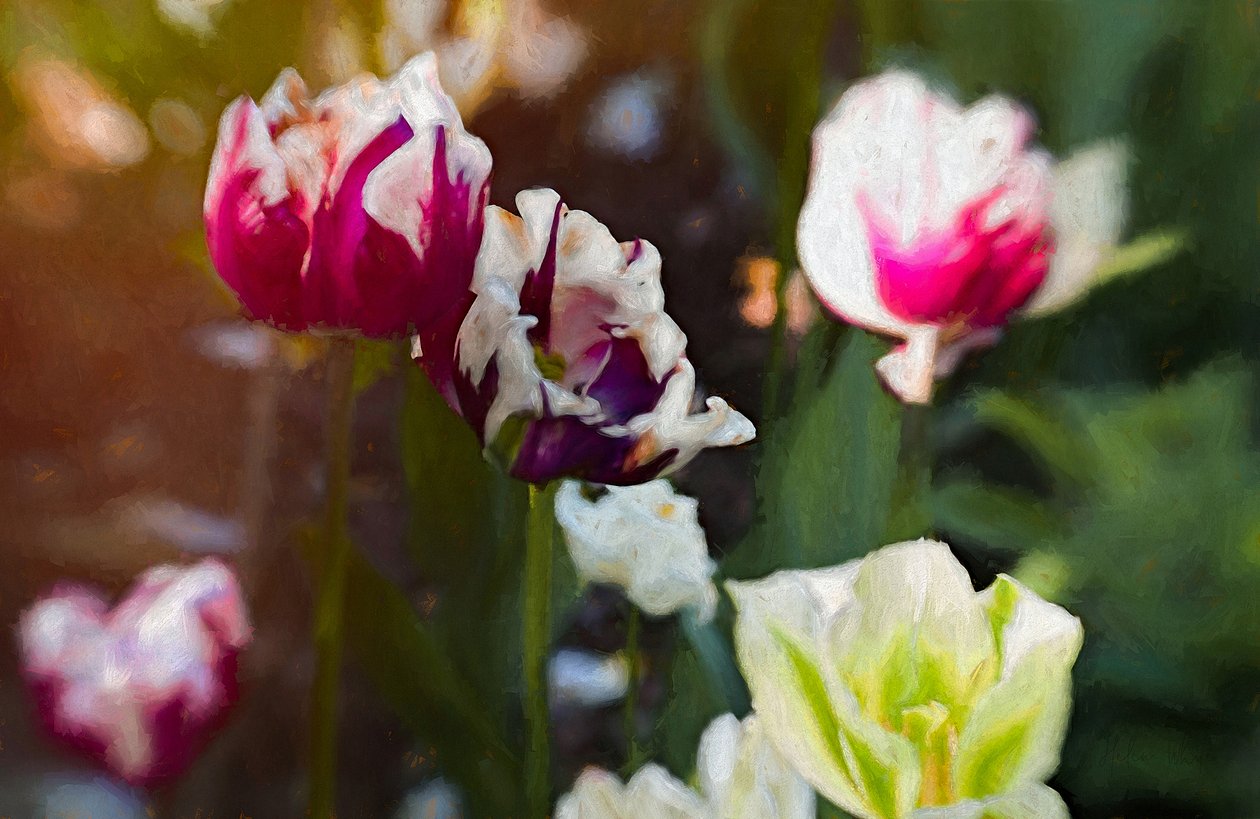 Tulipan Patch, 2019 af Helen White