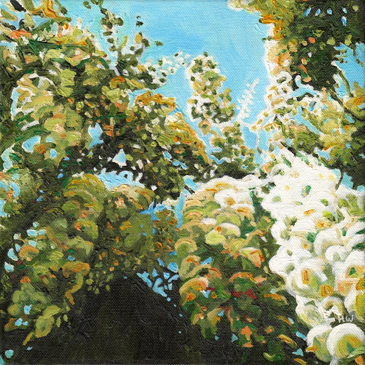 White Wisteria, 2012 af Helen White
