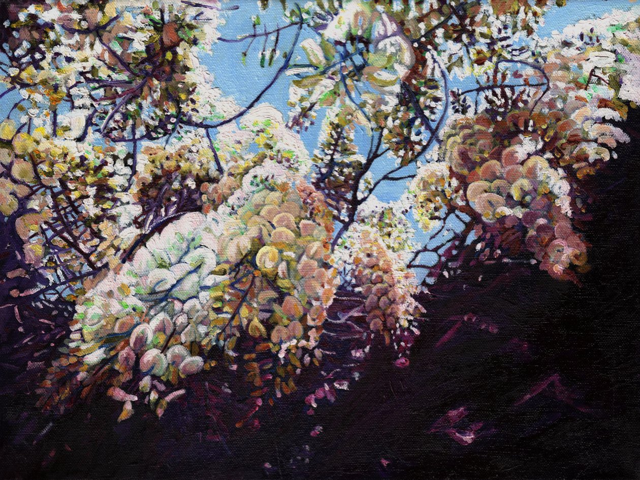 Hvid blåregn, 2012, af Helen White