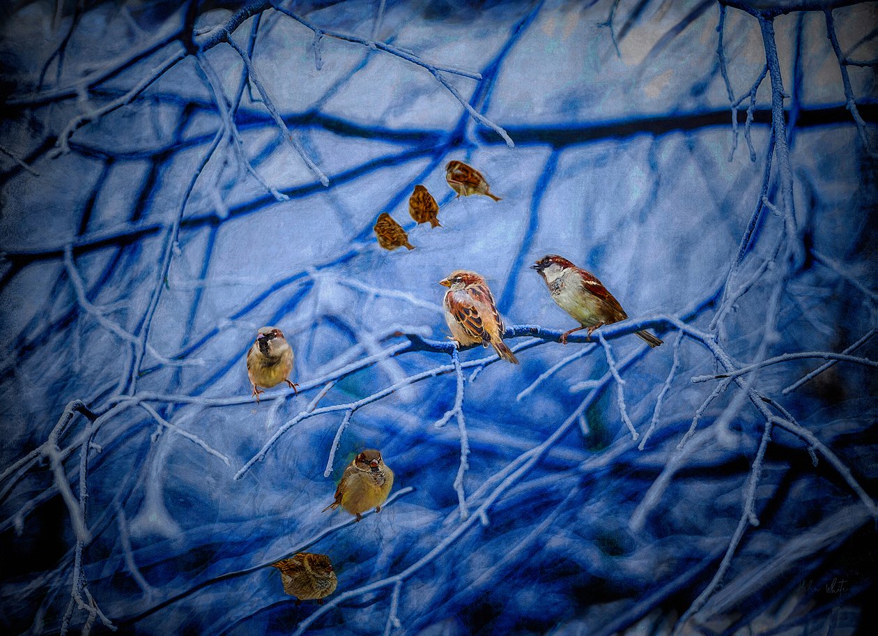 Vinterspurve, 2020 af Helen White