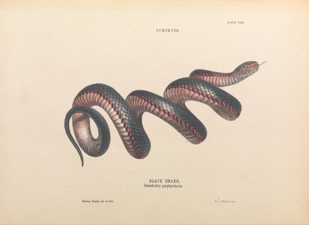 Sort slange, Pseudechis porphyriacus af Helena Forde