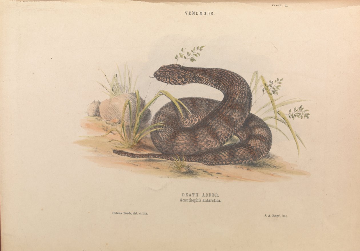 Death Adder, Acanthophis antarctica af Helena Forde