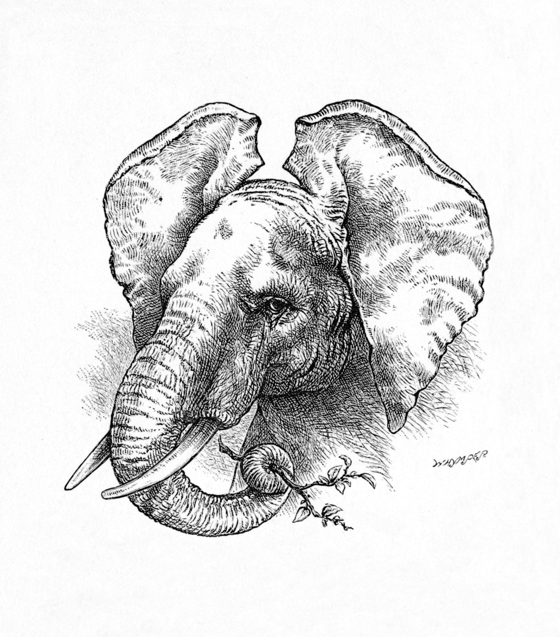 Afrikansk elefant, c1900 af Helena J. Maguire
