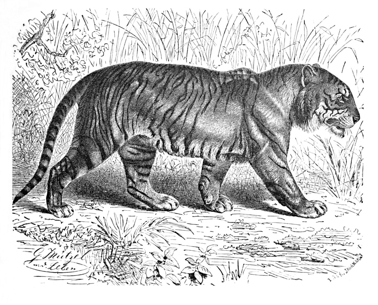 Bengal Tiger, c1900 af Helena J. Maguire