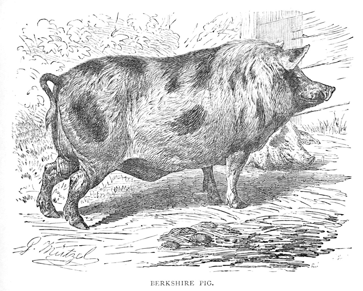 Berkshire Pig, c1900 af Helena J. Maguire
