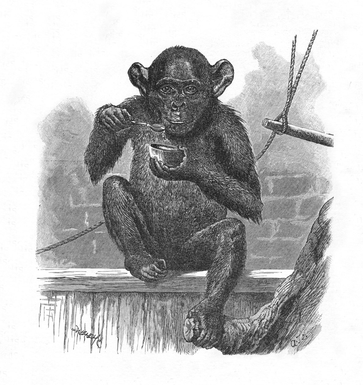 Chimpansen Sally., c1900 af Helena J. Maguire