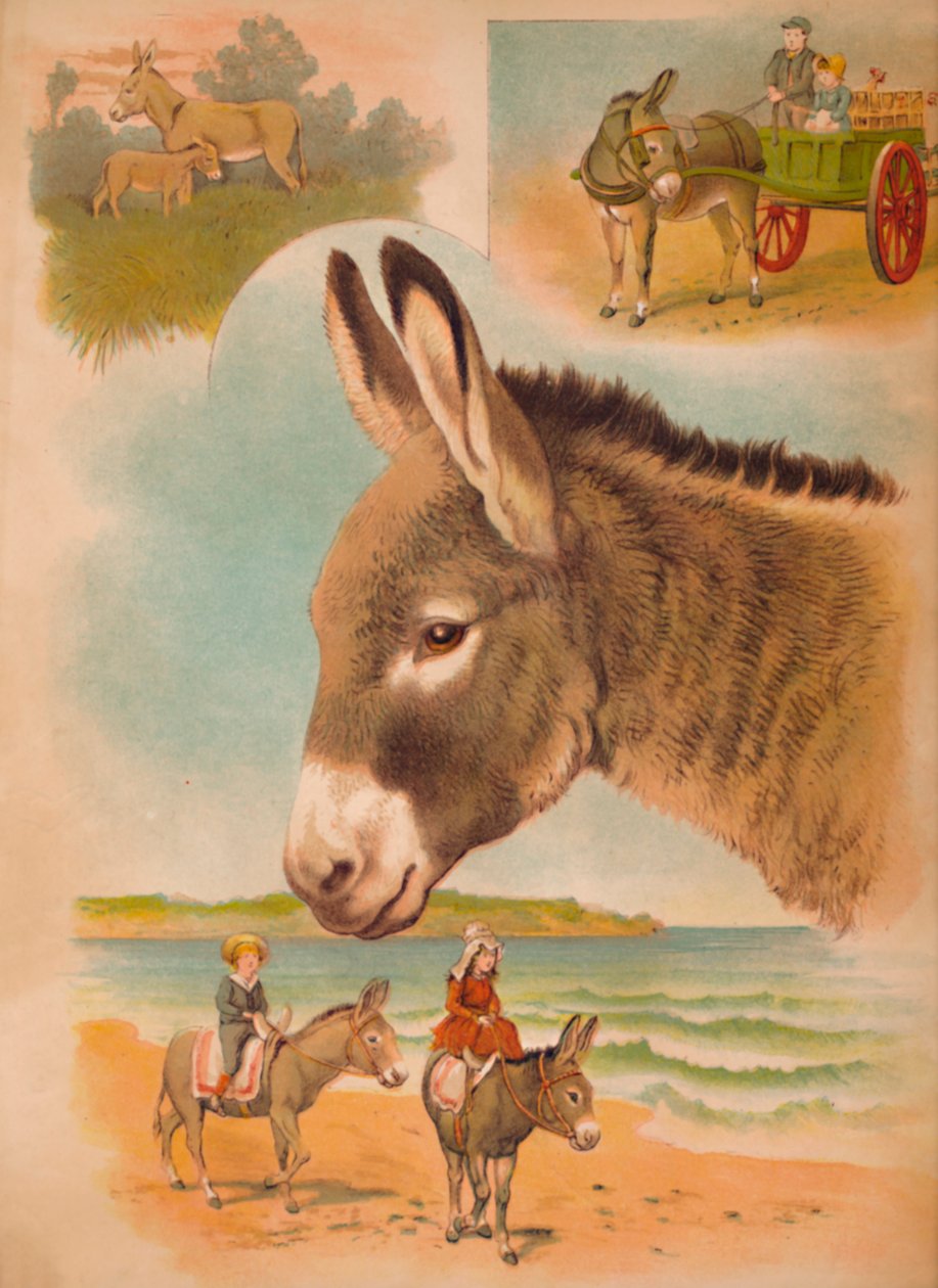 Æslet, c1900 af Helena J. Maguire
