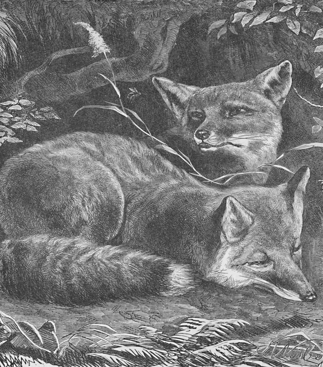 The Fox at Home, c1900 af Helena J. Maguire