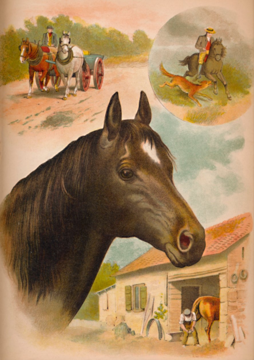 Hesten, c1900 af Helena J. Maguire