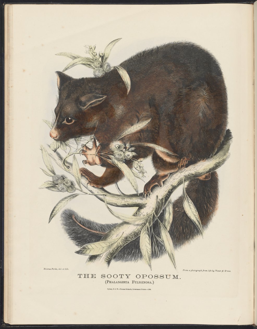 Mammals of Australia (Krefft) Nla.obj-33627803-10 The Sooty Opossum af Helena Scott
