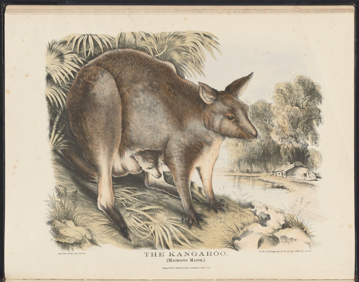 Mammals of Australia (Krefft) Nla.obj-33627803-12 The Kangaroo af Helena Scott