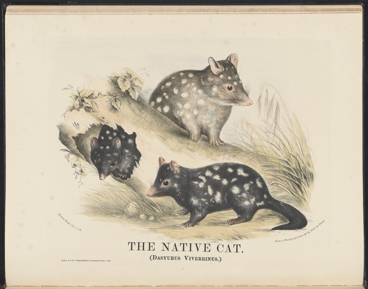 Mammals of Australia (Krefft) Nla.obj-33627803-14 The Native Cat af Helena Scott