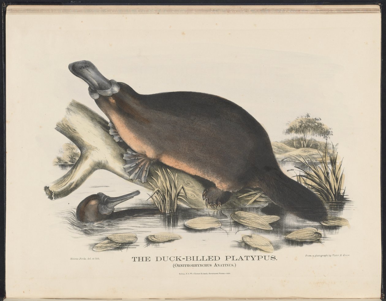 Mammals of Australia (Krefft) Nla.obj-33627803-16 The Duck-billed Platypus af Helena Scott