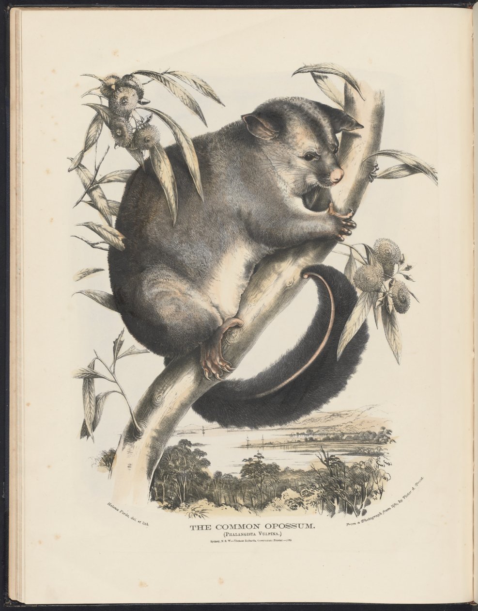 Pattedyr i Australien (Krefft) Nla.obj-33627803-9 The Common Opossum. af Helena Scott