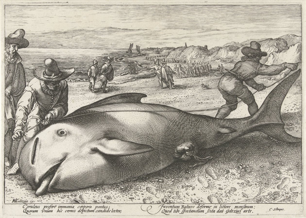 Strandet grindehval på stranden ved Zandvoort, 1594 af Hendrick Goltzius (workshop of)