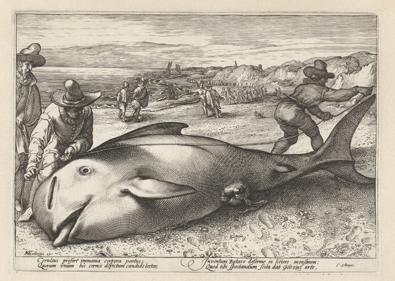 To mænd måler en strandet hval af Hendrick Goltzius (workshop of)