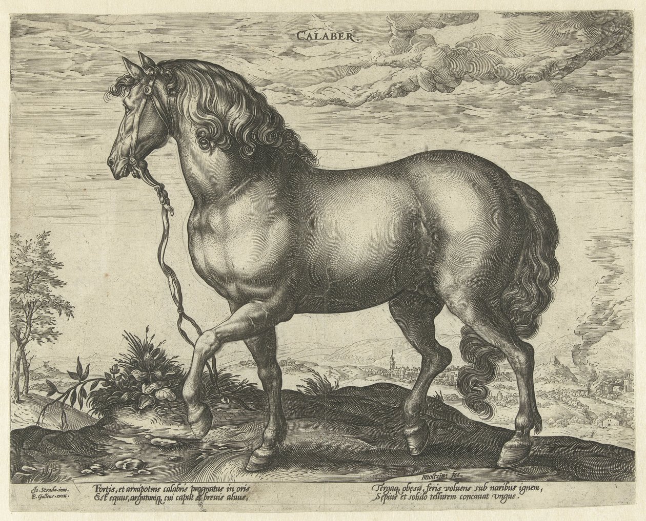 Hest fra Calabrien Calaber (titel på objekt) Hesteracer fra de kongelige stalde i Don Juan af Østrig (serietitel) af Hendrick Goltzius