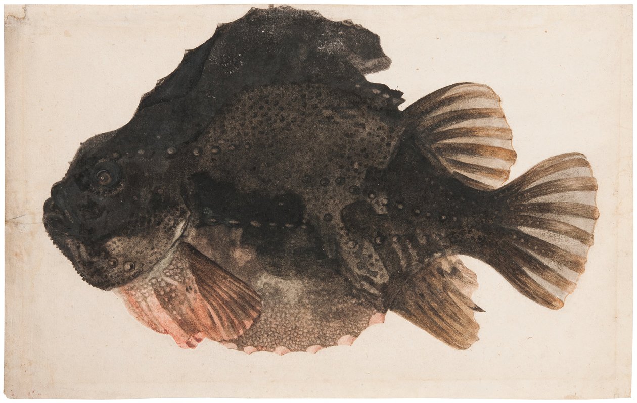 Studie af en hanrognkæks af Hendrick Goltzius