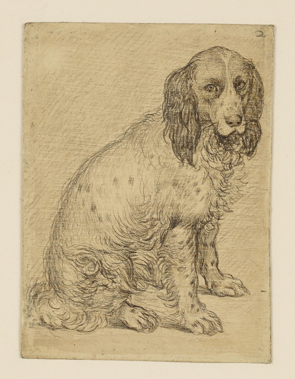 Siddende Drentsche patrijshund af Hendrick Goltzius