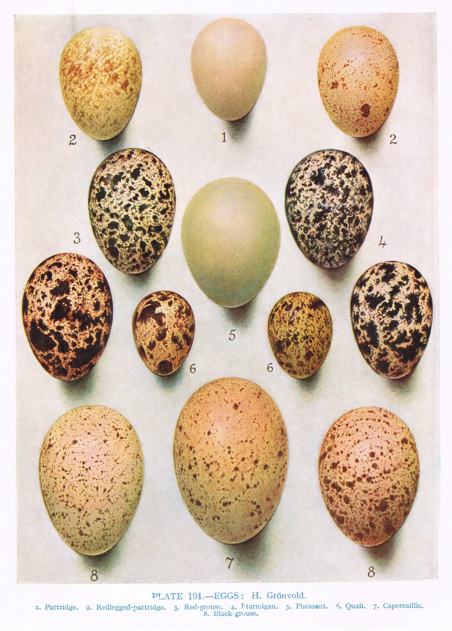 Æg: Curlew: Great Bustard: etc, illustration fra 