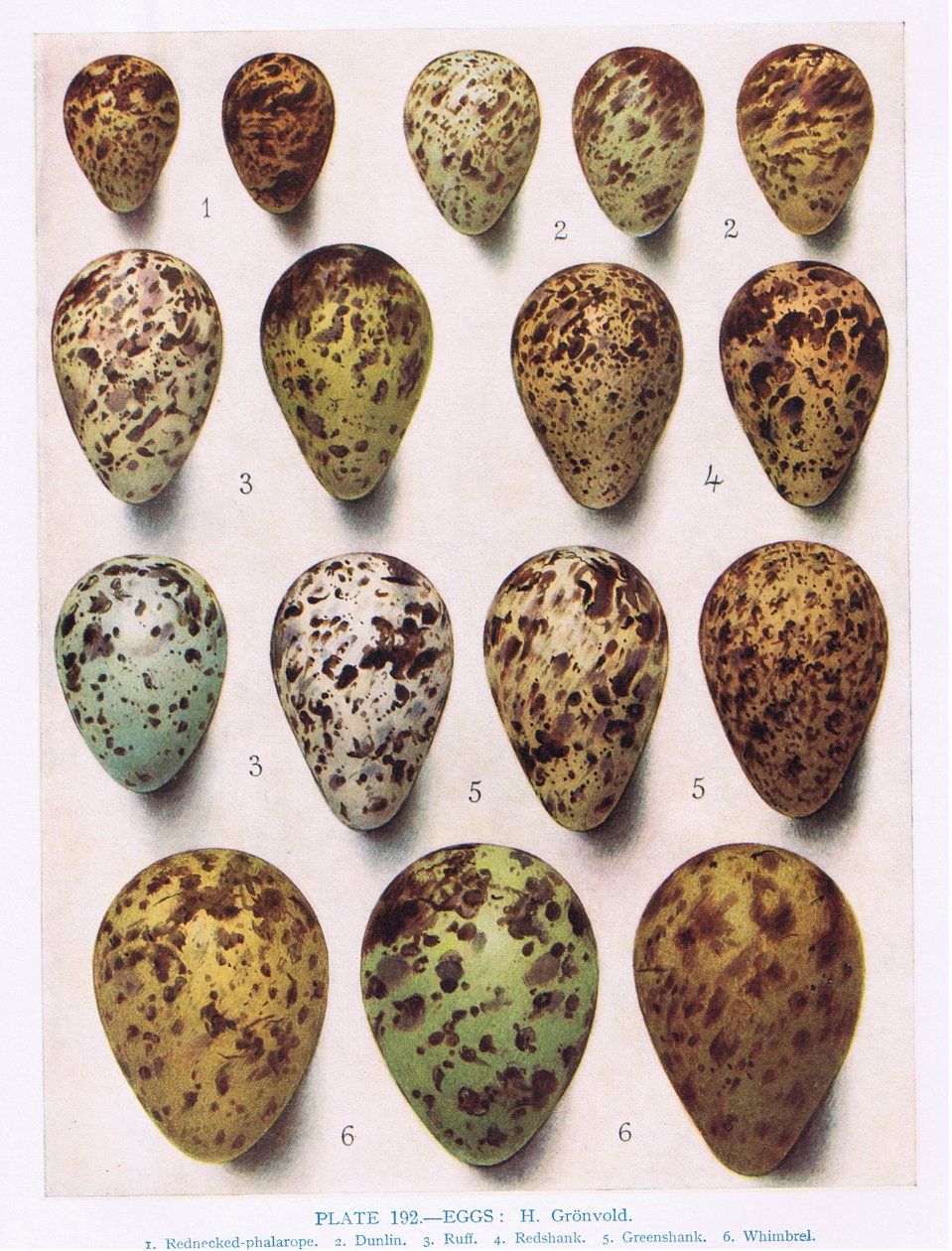 Æg:Dotterell:Common Sandpiper:etc, illustration fra 