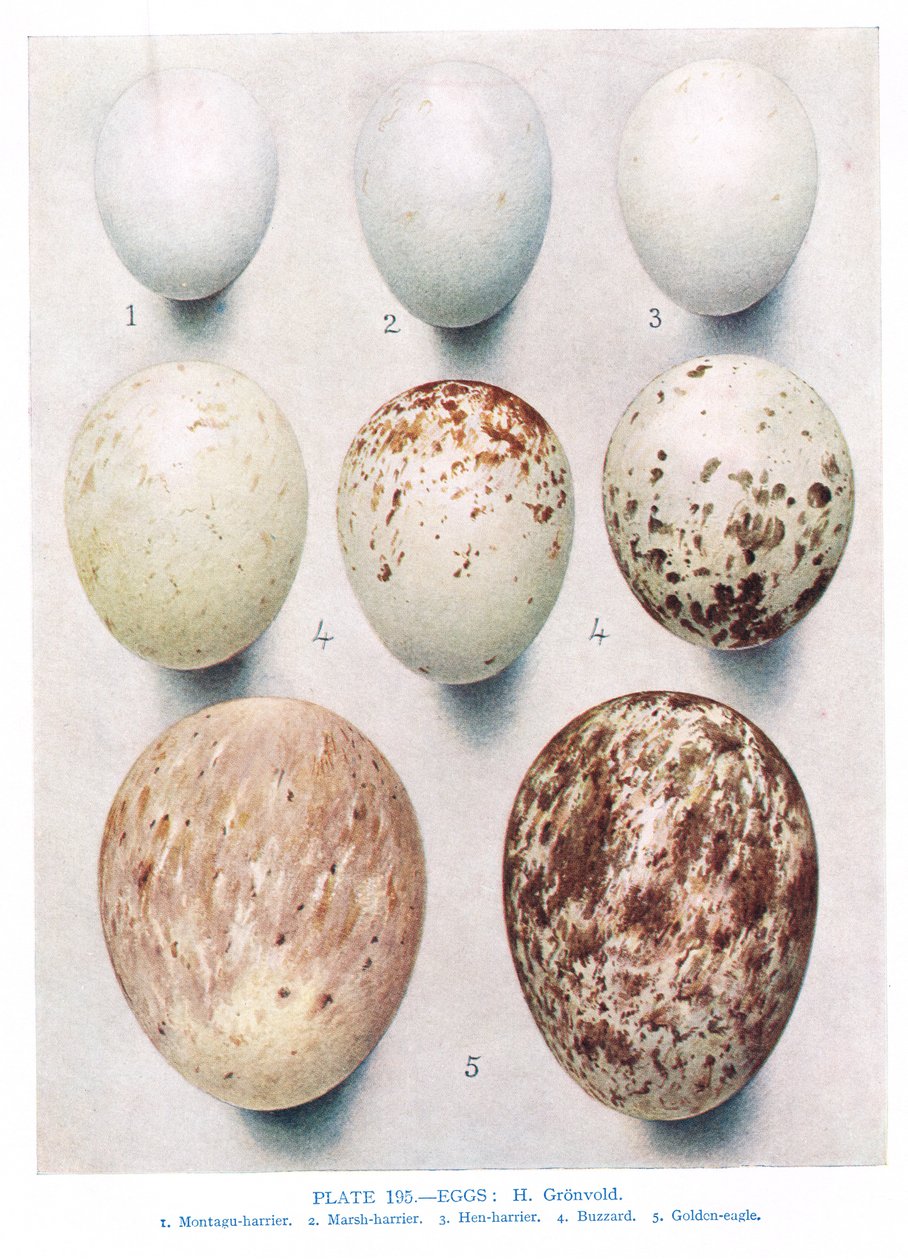 Æg:Agerhøns:Rødbenet Agerhøne:osv., illustration fra "British Birds" af Kirkman und Jourdain, 1966 af Hendrik Gronvold