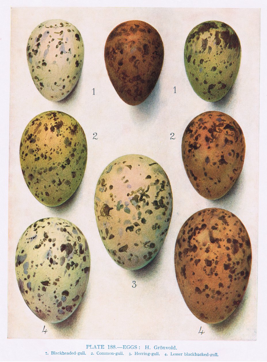 Æg:Roseaterne:Almindelig tern:etc, illustration fra 